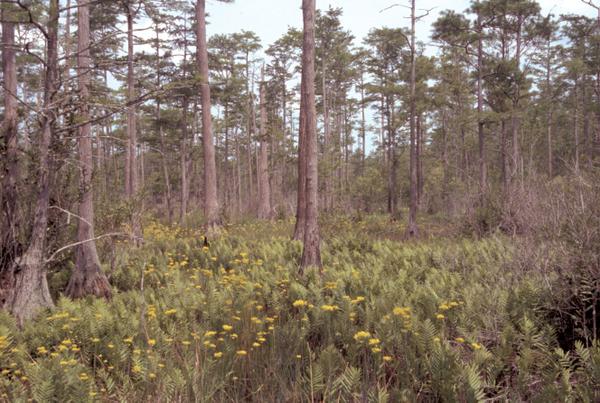 Wildflowers grow in a cypress savannah